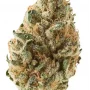 Сорт семян каннабиса Tangie